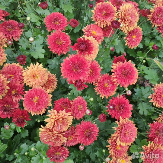Хризантемы летние