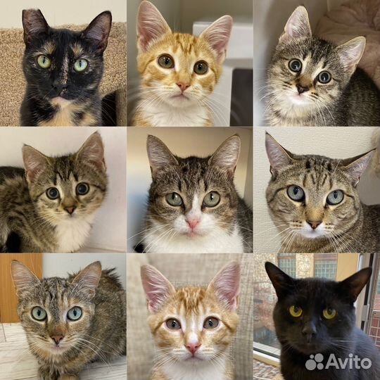 Кошки из приюта ждут своих людей