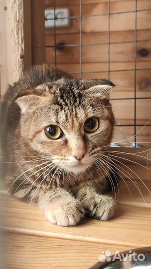 Спасенные кошки Профессора