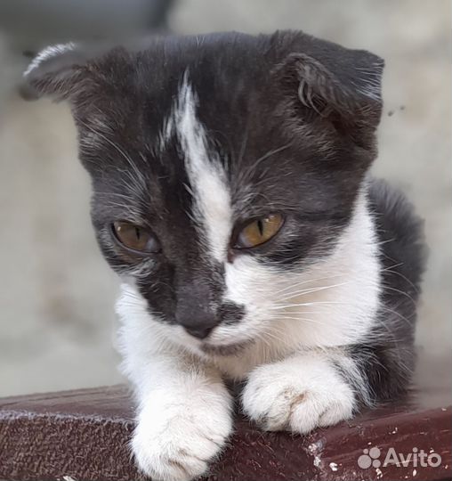 Котёнок