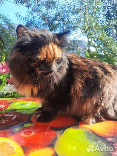 Замечательной кошечке очень нужен хозяин