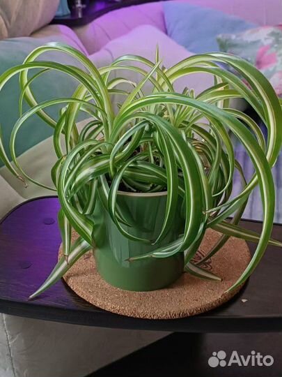 Хлорофитум кудрявый