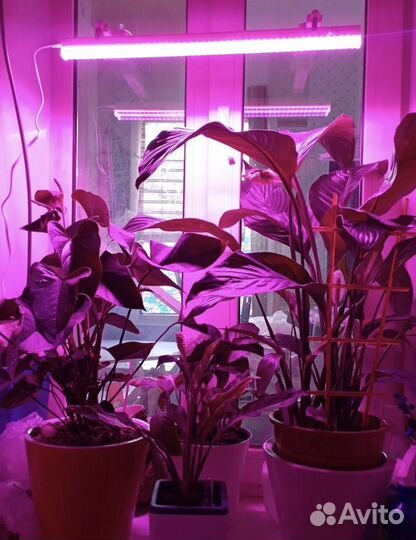 Фитолампа для растений