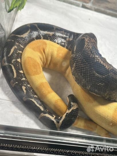 Императорский удав