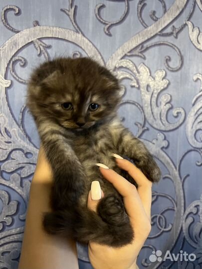 Вислоухий котэ