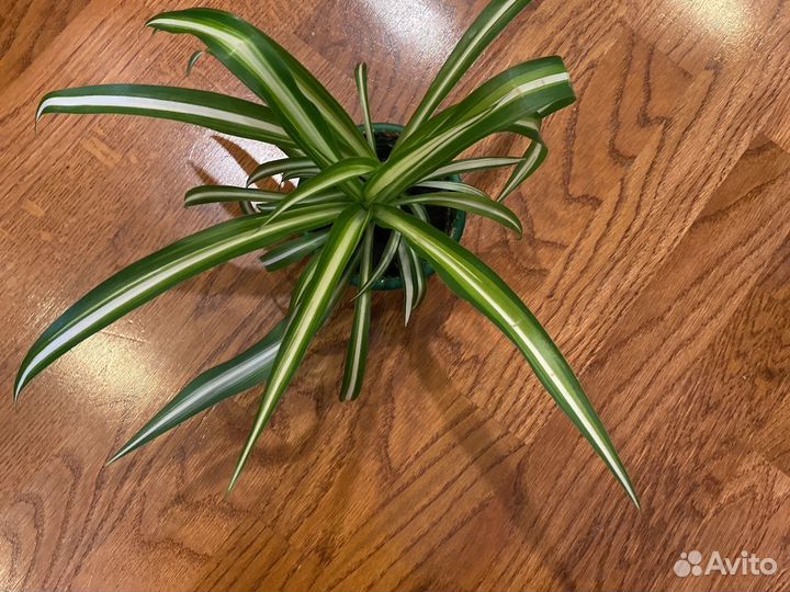 Хлорофитум