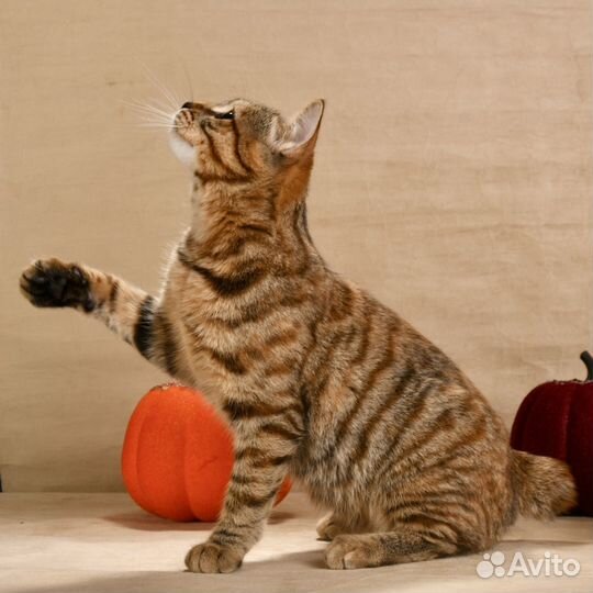 Короткошерстные котята из питомника WCF