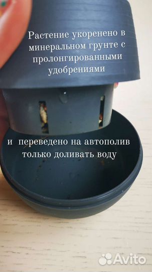 Портулакария вариегатная