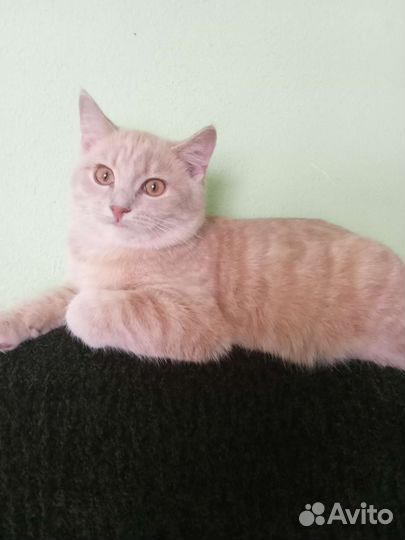 Британский котик