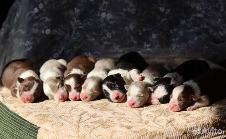 Бордер колли