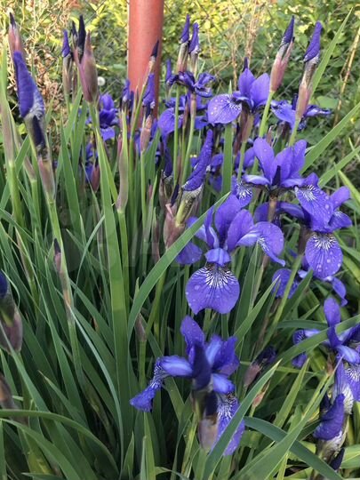 Дача 51 м² на участке 5 сот.