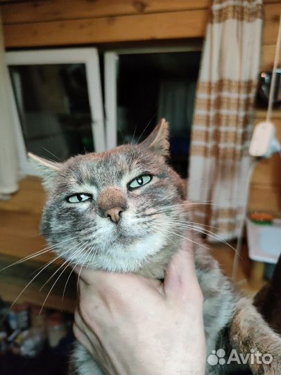 Отдам в добрые руки кота