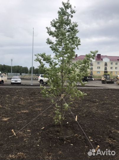 Рябина декоративная