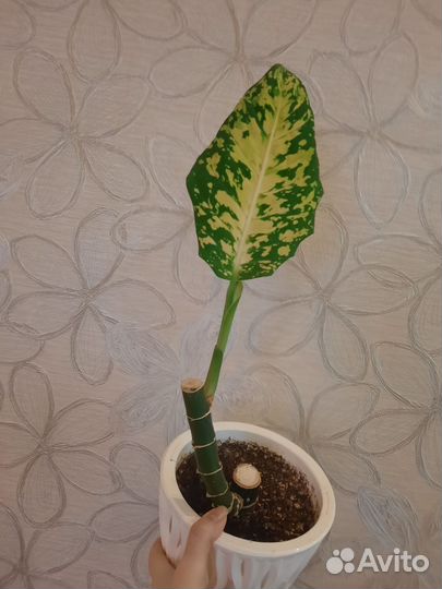 Диффенбахия рефлектор