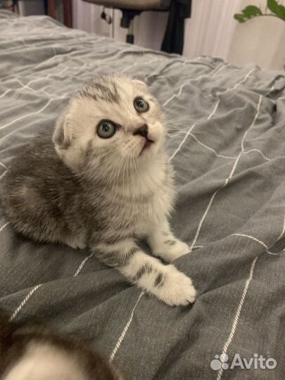 Шотландские котята