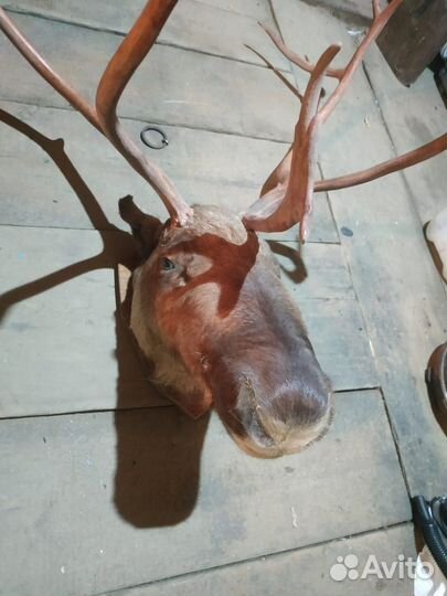 Чучело головы оленя