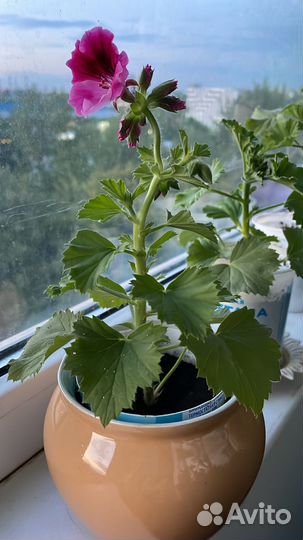 Королевская пеларгония