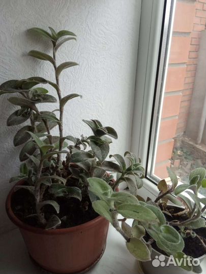 Комнатные цветы