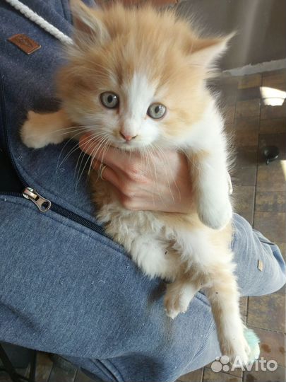 Котенок в добрые руки