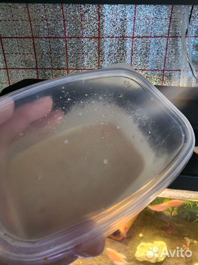 Живой корм для малька рыб - нематода