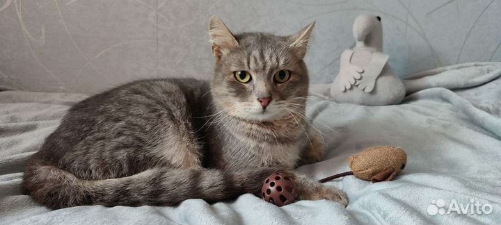 Молодой котик в дар