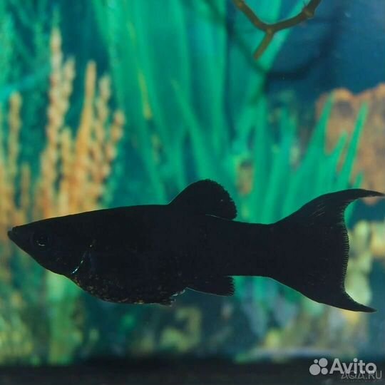 Моллинезия