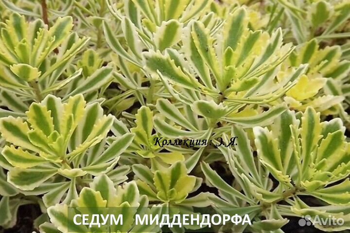 Седумы, Очитки Молодило Камнеломки Доставка Почтой