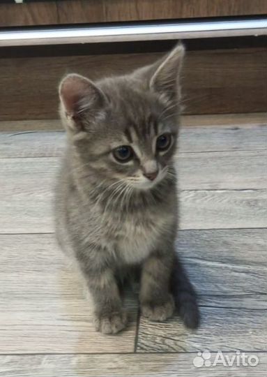 Кошка в дар