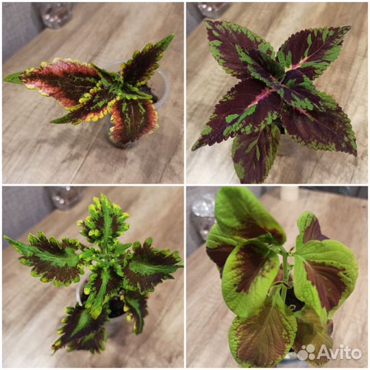 Растения для дома и сада