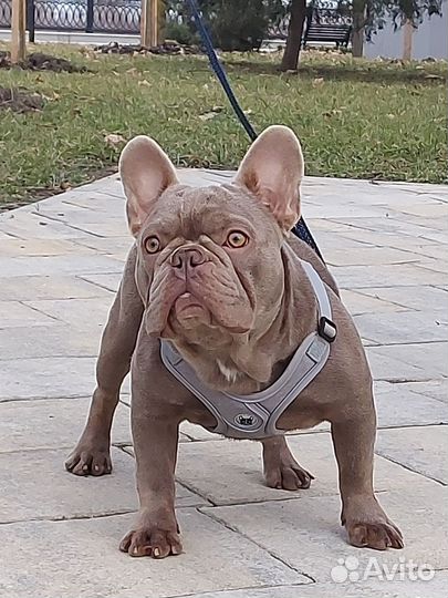 Французский бульдог изабелла вязка