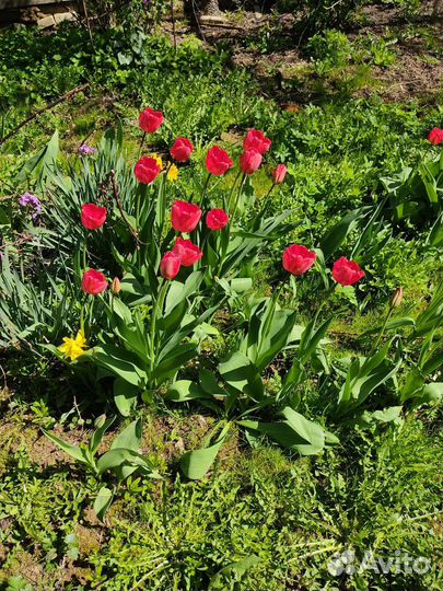 Саженцы малины