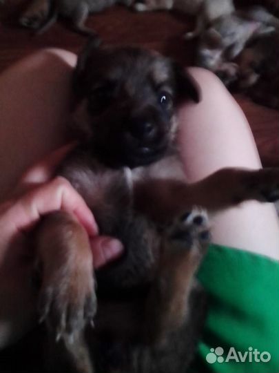 Отдам щенков в добрые руки бесплатно