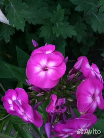 Продам многолетние цветы