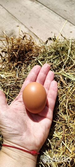 Домашние куриные яйца