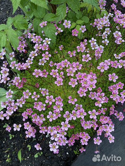 Мох-камнеломка