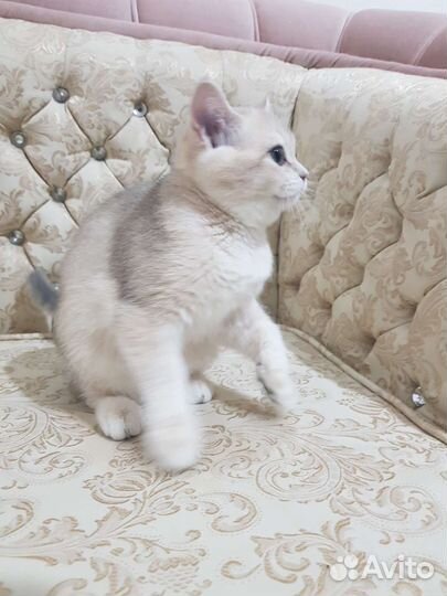 Британская