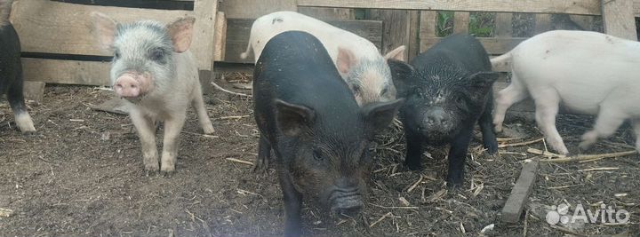 Поросята кастрированные
