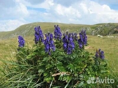 Многолетники