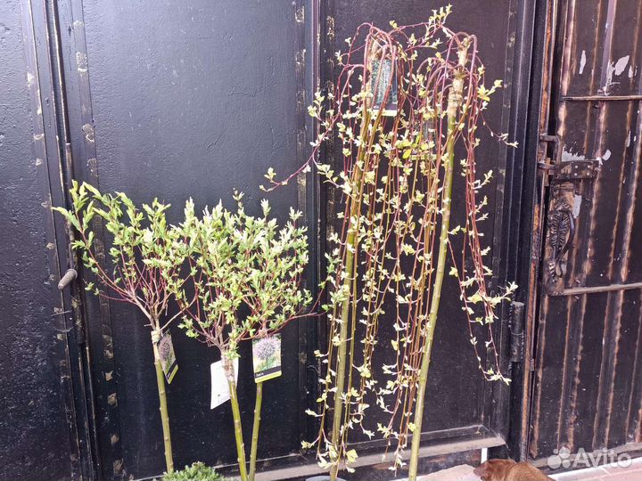 Ива Хакура нишики