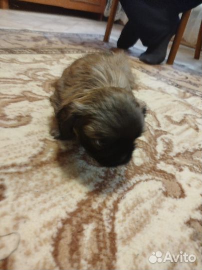 Щенки мопса