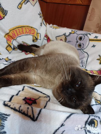 Сиамский кот