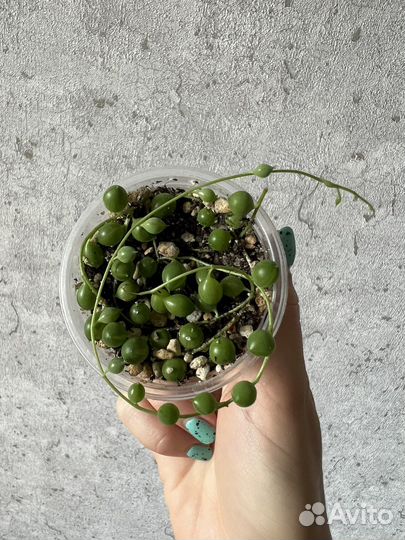 Суккулент микс: крестовник, хавортия, крассула