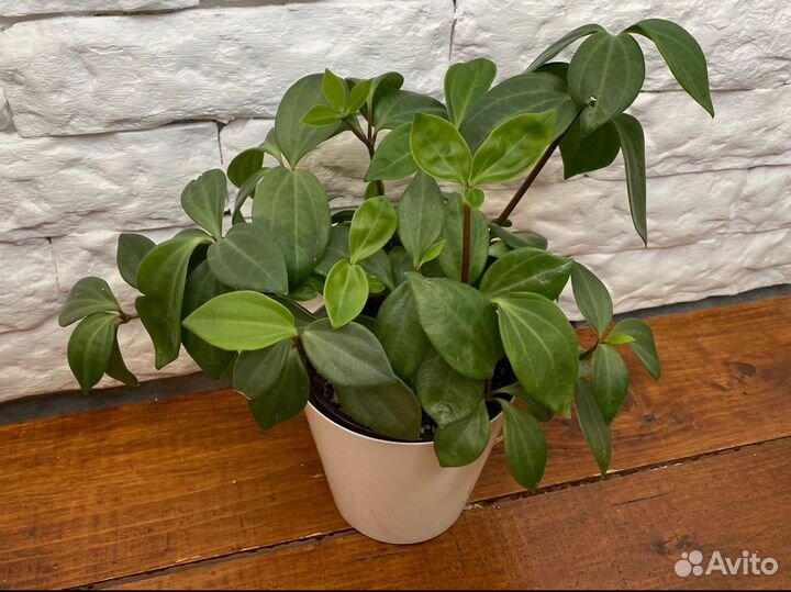 Пеперомия перескиелистная