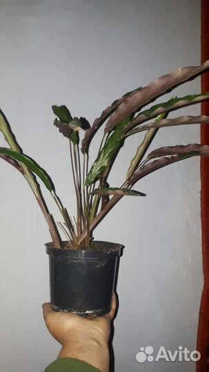 Калатеи в ассортименте