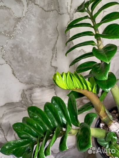 Замиокулькас зензи