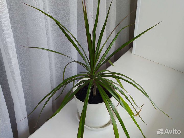 Комнатные цветы драцена