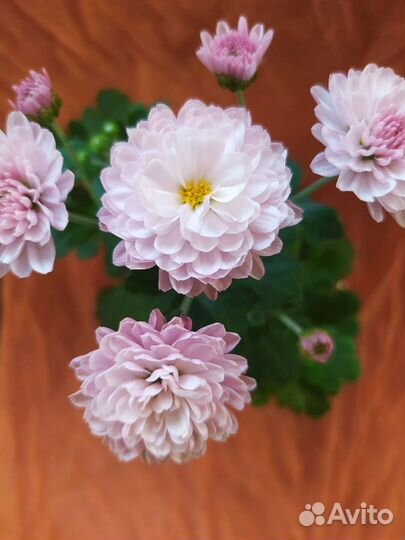 Хризантема мультифлора розовая