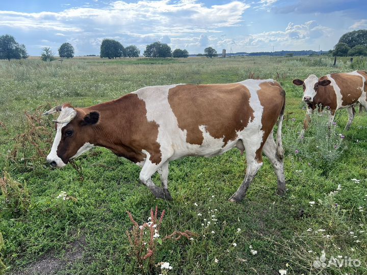 Коровы дойные молочные