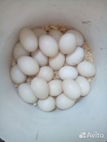 Яйцо индоутки