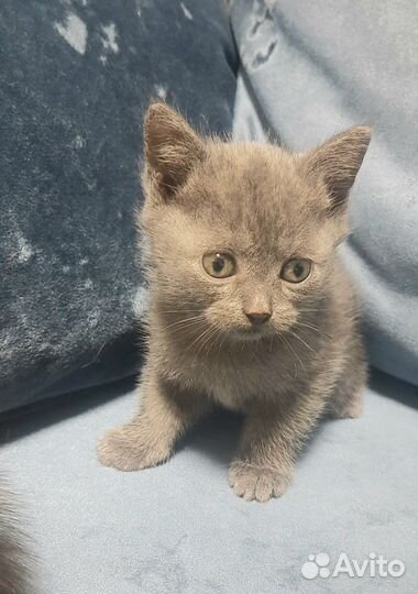 Британские котята